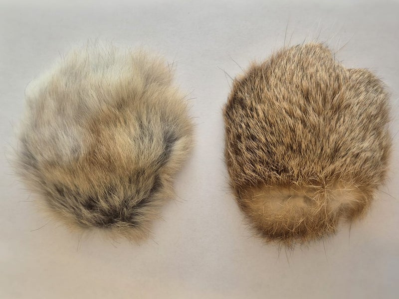 Kaninkarvavinku, pieni